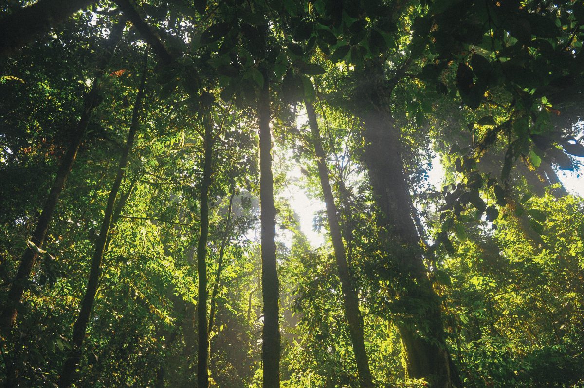 wood-nature-sunny-forest-1