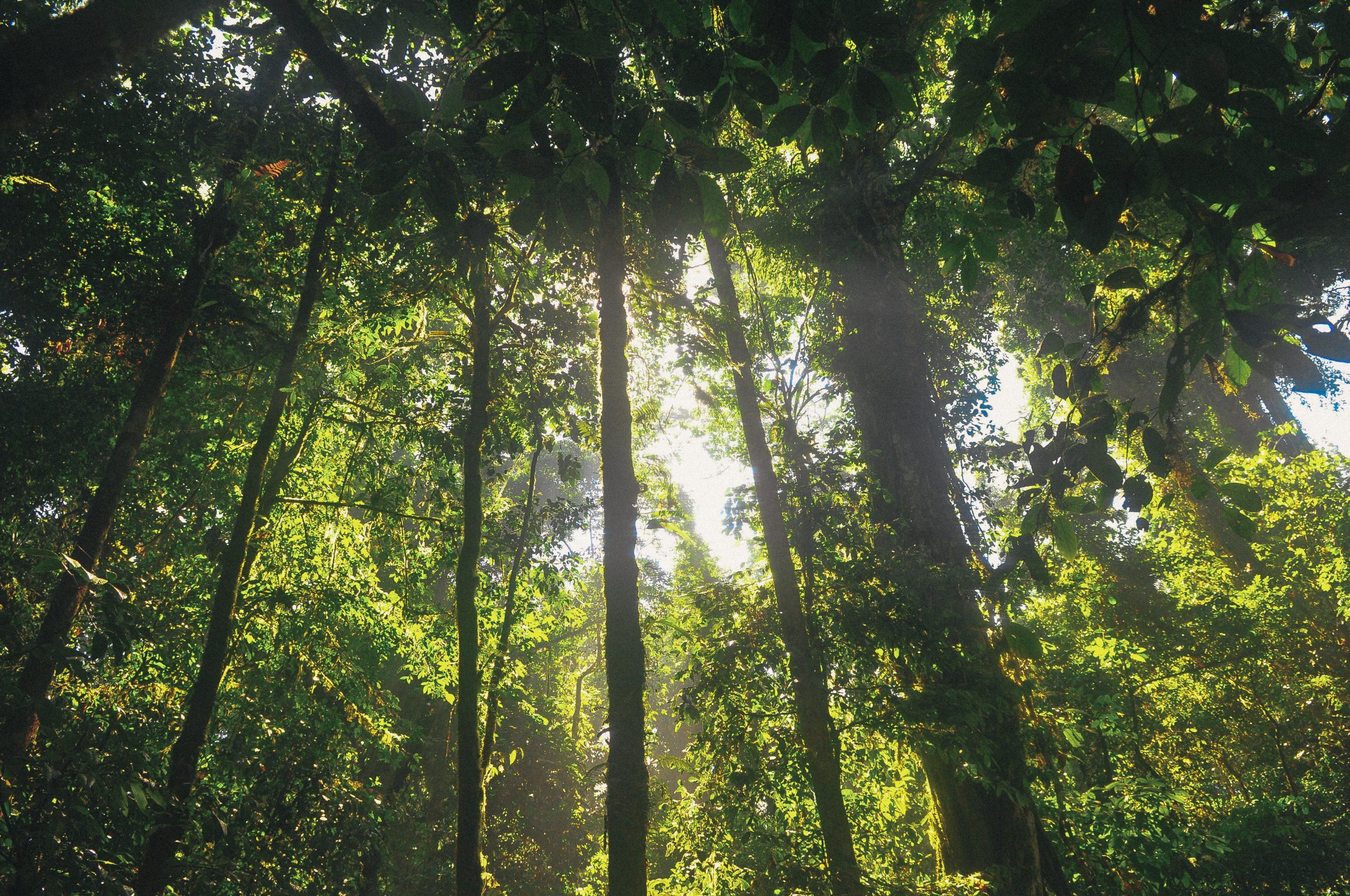 wood-nature-sunny-forest-1